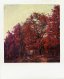 Polaroid Time Zero